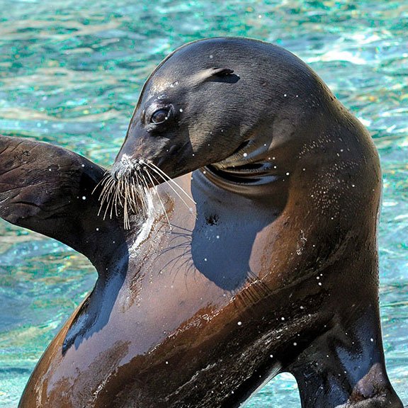 a1bgdvbgo_8zolnzoa26_QZ_card_experience_sea_lion_2018