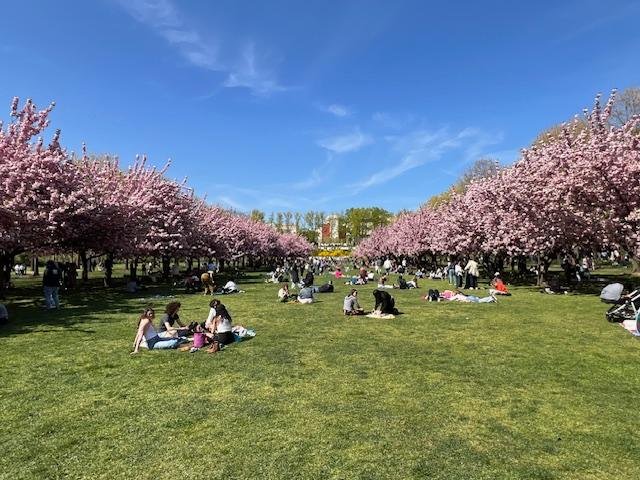 brooklyn-botanic-garden-cherry-blossoms-2024-ii