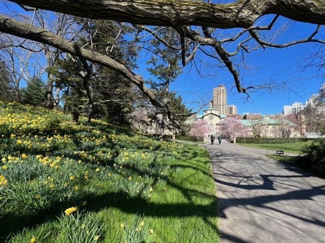 brooklyn-botanical-garden-daffodil-hill-i