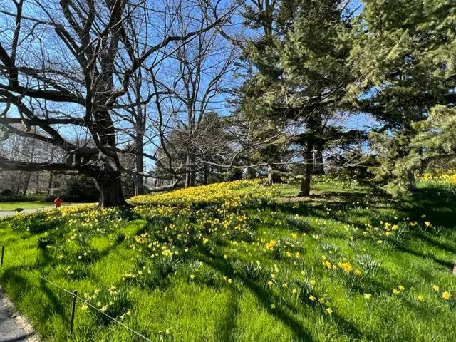 brooklyn-botanical-garden-daffodil-hill-vi
