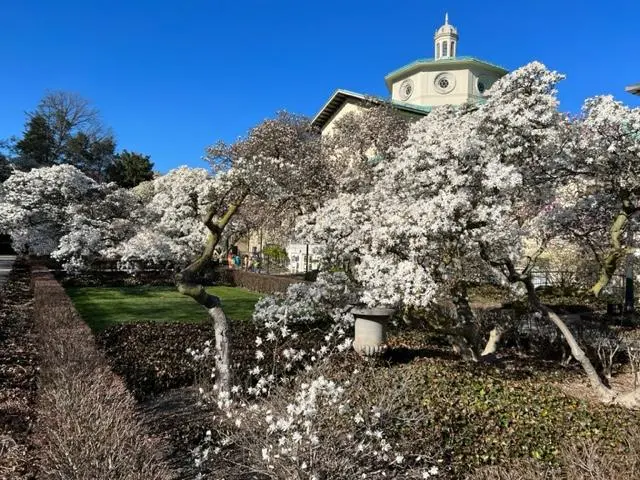 brooklyn-botanical-garden-magnolia-court-i
