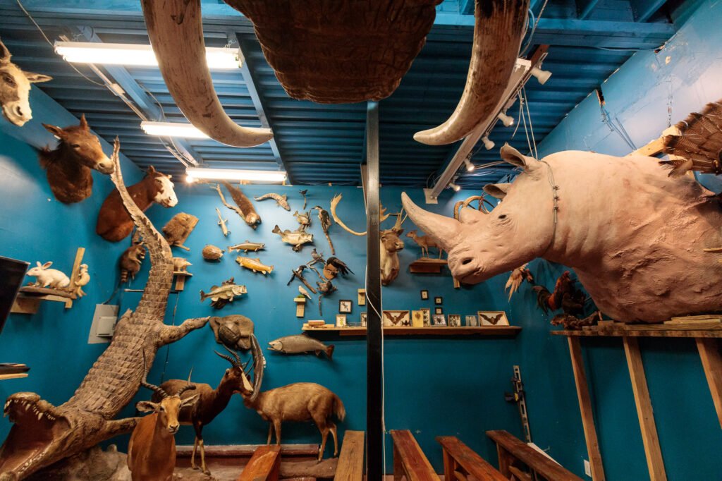 0c54db64ftorahanimalworld-todseelie-4-jpg