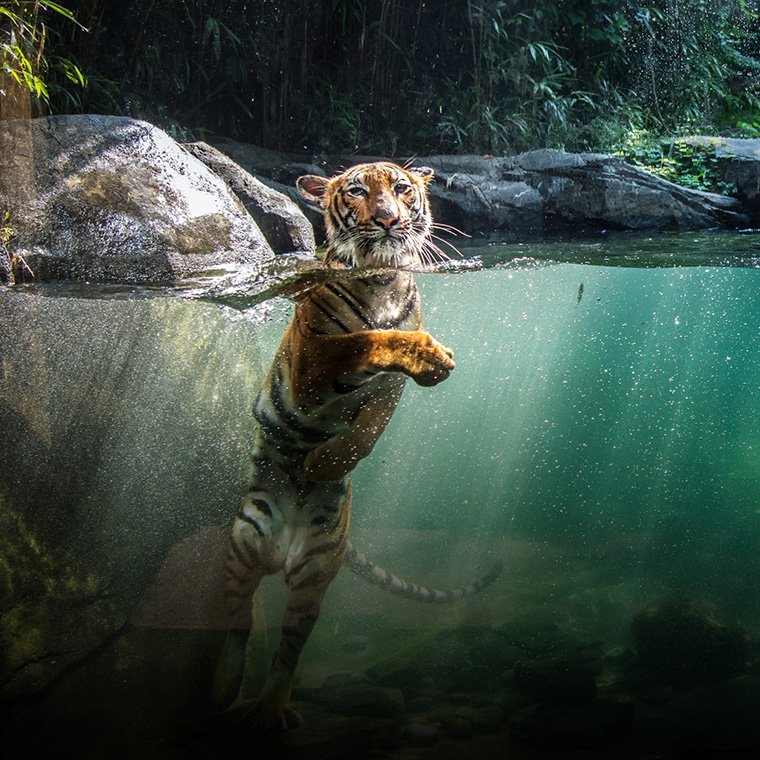 92egxmeci6_bz_tiger_mountain