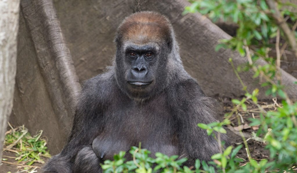Julie-Larsen-Maher_8653_Western-Lowland-Gorilla-Julia_CON_BZ_09-08-17-1200px