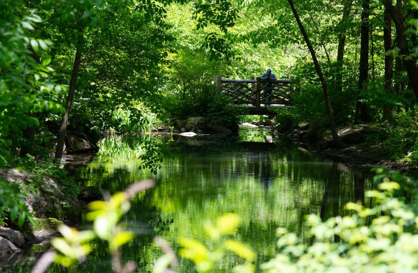 North-Woods_20190518_004