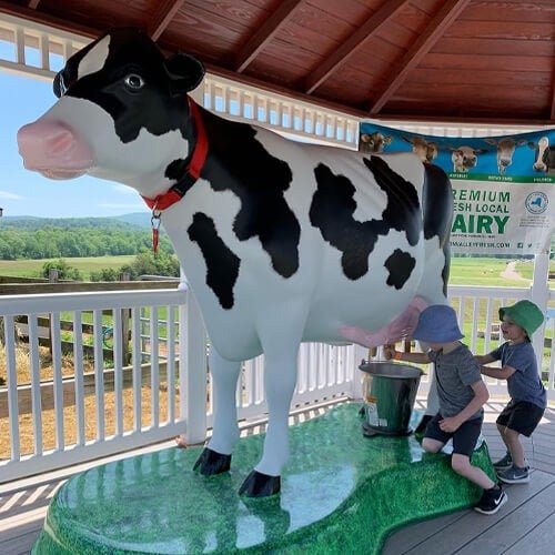 attractionsmilkacow_Wfyk