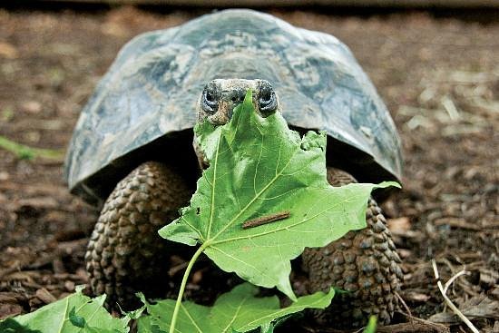 filename-galapagostortoise.jpg