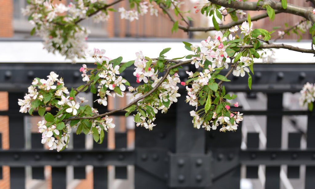 gallery_seasons_spring_0011_beverlyisraely