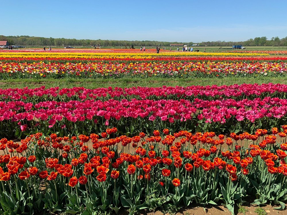 row-after-row-of-tulips.jpg