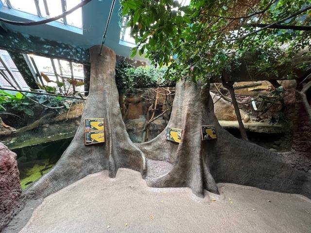 staten-island-zoo-pacu-fish-display-ii