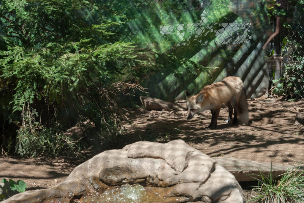 statenislandzoo_julienneschaer_018-2